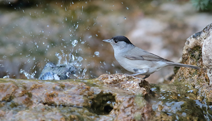 Canicule en Centre-Val de Loire, comment aider la petite faune sauvage ?